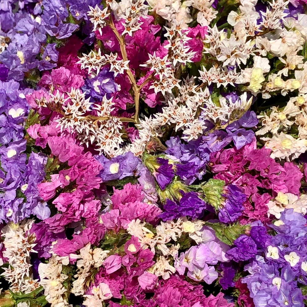 Meet your Posher, Susan